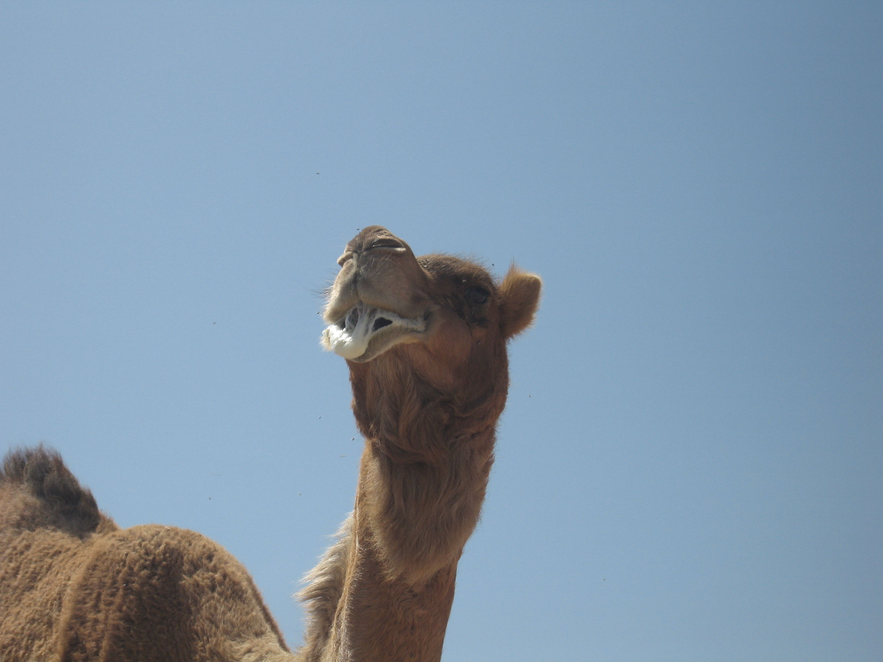 angry camel, Oman